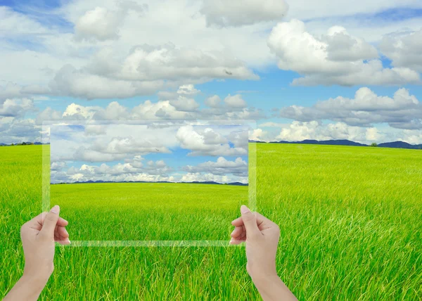 Photo of green field in hands on nature background