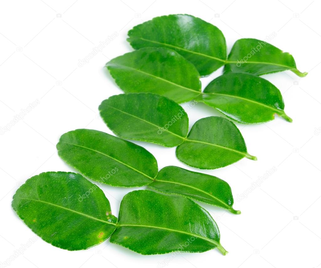 Kaffir-Limettenblätter — Stockfoto #32722415