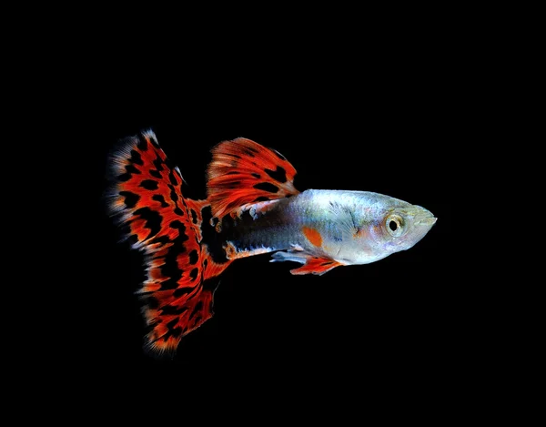 Guppy  fish swimming isolated on black