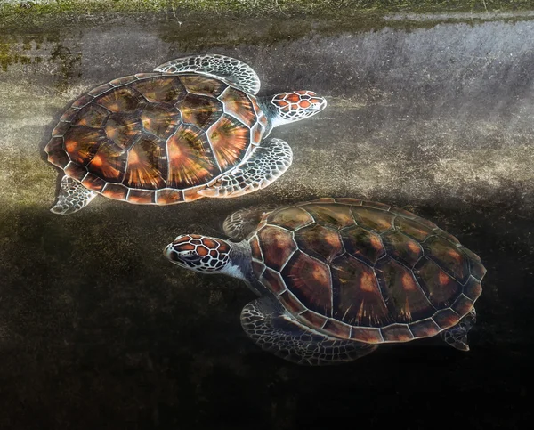 Two sea turtle swimming in a pond