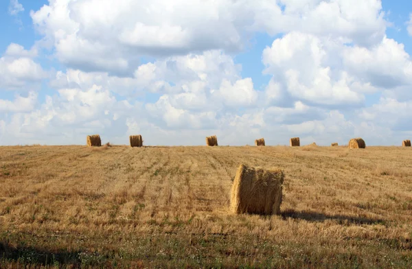 Straw bales in a field after harvest