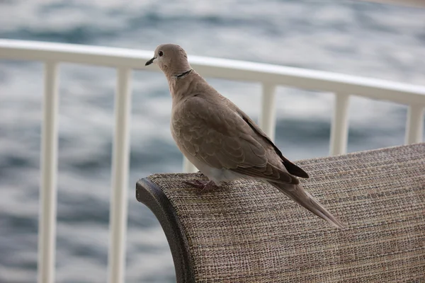 Morning Dove in the Caribbean is content with itself