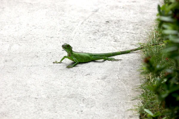 Green Iguana comes out of it\'s hiding place to catch some sun