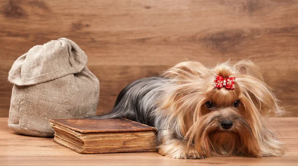 Young yorkie puppy on table with wooden texture