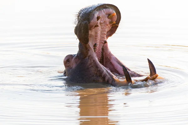 Yawning hippo with large teeth