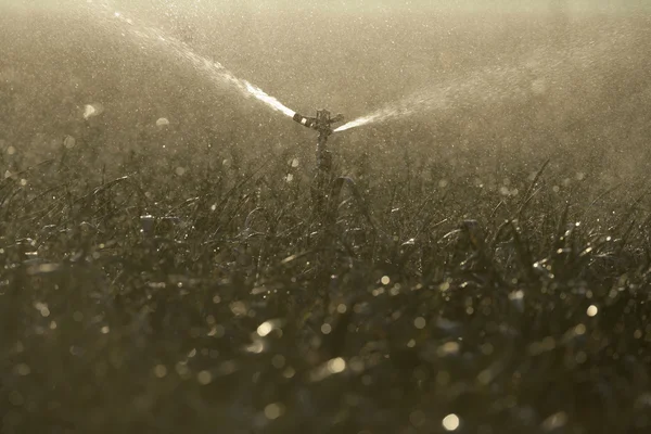 Water sprinklers on crops