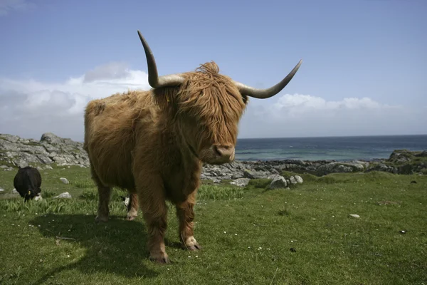 Highland cattle