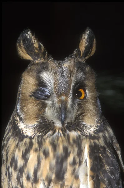 Long-eared owl, Asio otus,