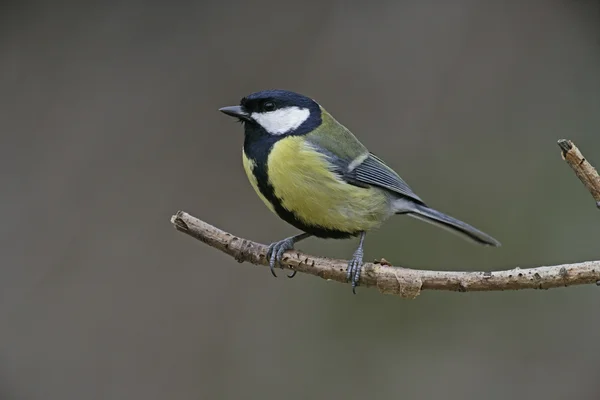 Great tit, Parius major