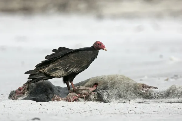 Turkey vulture,  Cathartes aura
