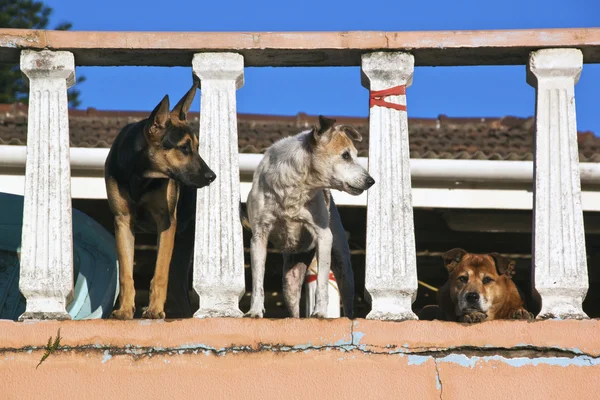Three Alert Watch Dogs on Porch Lookout