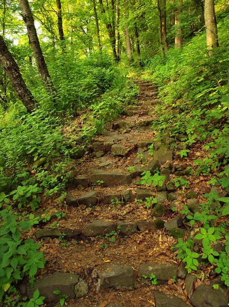 Stony steps in forest, tourist footpath.