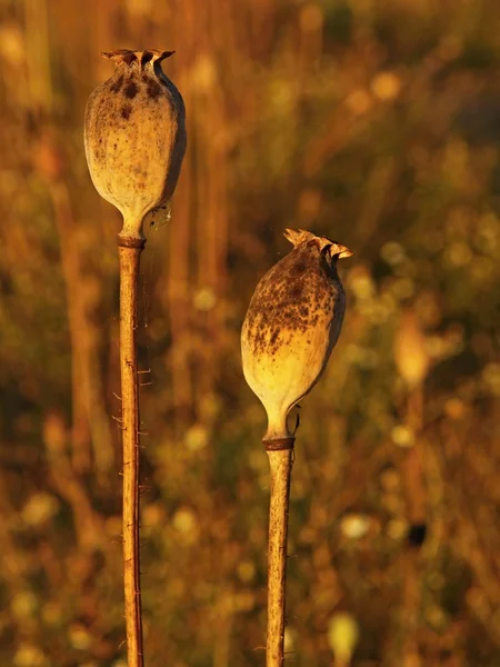 Old dry poppy heads in evening sunshine. Brown poppy heads with marks of noble.