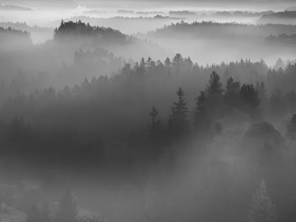 Iew into deep misty valley in Bohemian national park, Europe. Trees increased from foggy background. Black and white picture.
