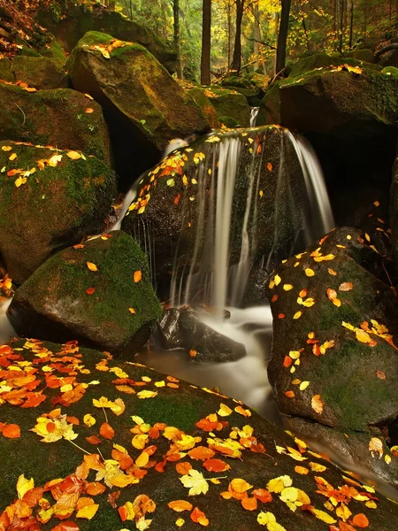Cascade on small mountain stream, water is running over mossy sandstone boulders and bubbles create on level milky water. Colorful leaves from maple or aspen tree on stones and into water.