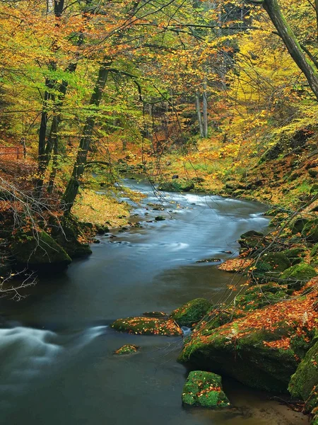 Autumn mountain river with low level of water, fresh green mossy stones and boulders on river bank covered with colorful leaves from maples, beeches or aspens tree, reflections on wet leaves.