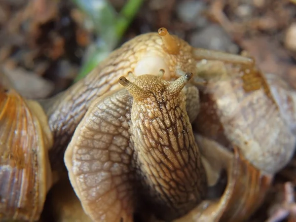 Two big snails have a sex. Very closeup view to snail sexual actions