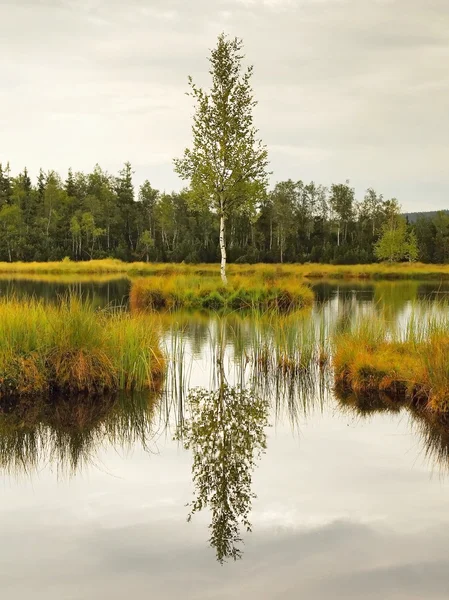 Swamp with peaceful water level in mysterious forest, young tree on island in middle. Fresh green color of herbs and grass, heavy clouds in sky.