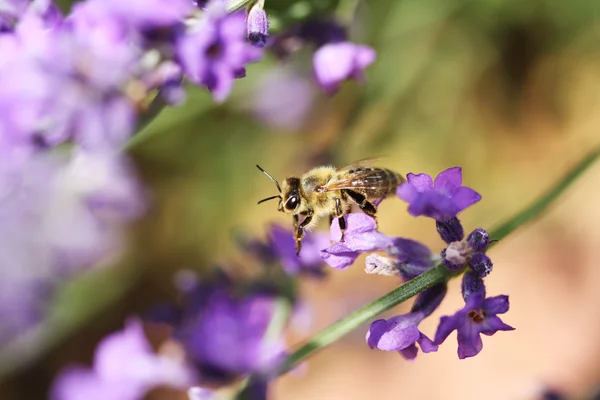 Honey bee on lavender flower. Honey bee is collecting pollen.