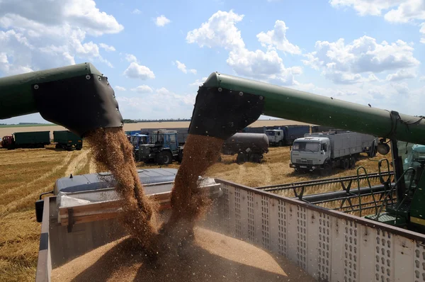 A combine loads grain in a truck