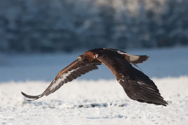 Flying Winter Eagle