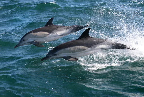 Common Dolphins