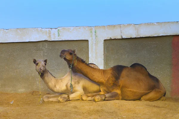 Smiling white and brown dromedary camels sitting by the wall of Birqash camel market