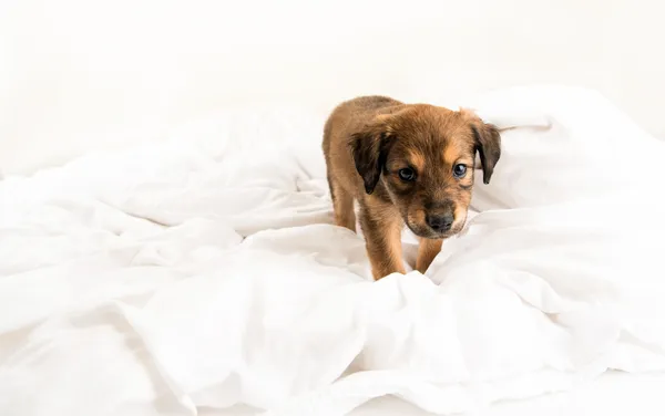 Two Month Old Pekingese and Chihuahua Mix Brown Puppy on White Bed