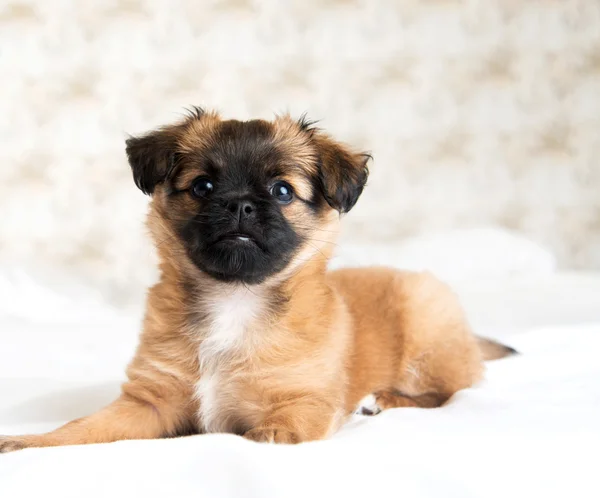 Fluffy Two Month Old Pekingese and Chihuahua Mix Brown Puppy on White Bed