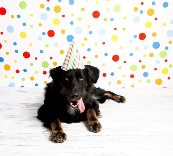 Black Dog Wearing Striped Party Hat