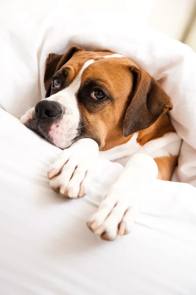Boxer Dog Sleeping Between Sheets on Owner\'s Bed
