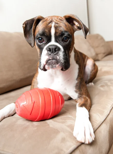 Boxer Puppy playing with Toy