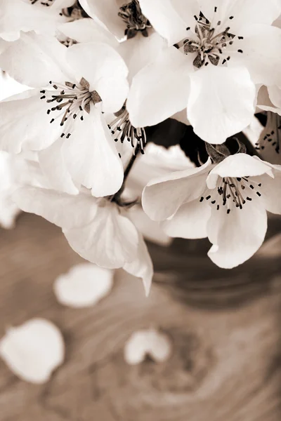 Apple tree flowers processed in a vintage sepia color