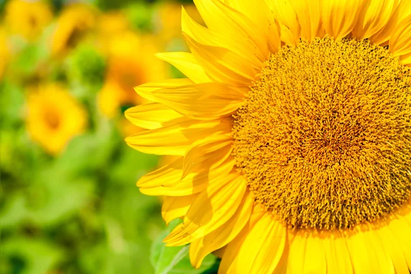Sunny flower of sunflower