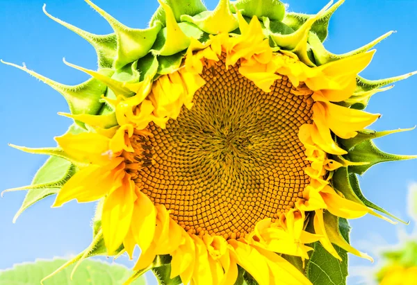Flower sunflower closeup backlit