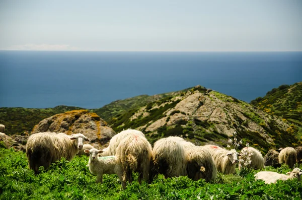 Grazing sheep on the coast of Sardinia