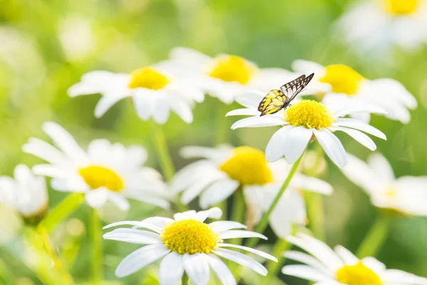Daisy Flowers with Butterfly