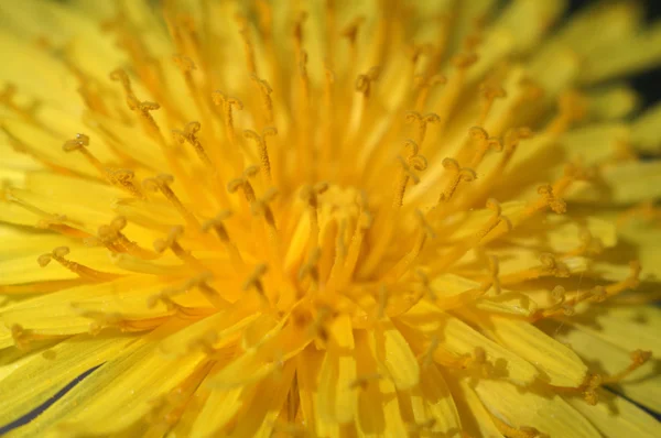 Dandelion flower macro