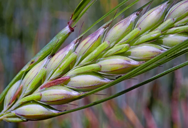 Ear of rye on the field is very close-up