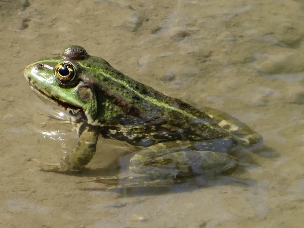 Frog in water