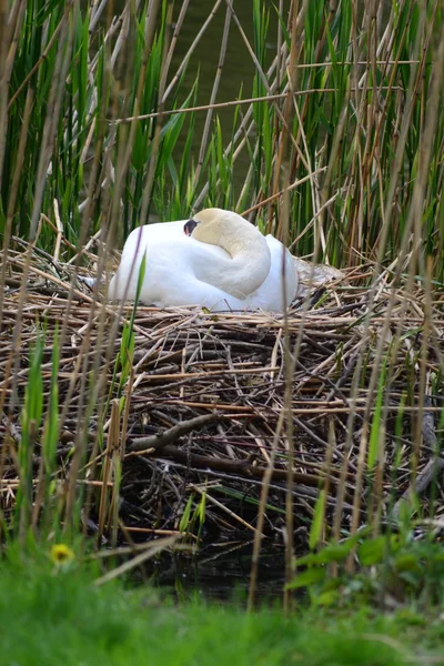 Swan sleeps in a nest