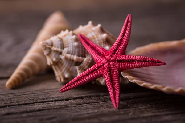 Red starfish with seashell