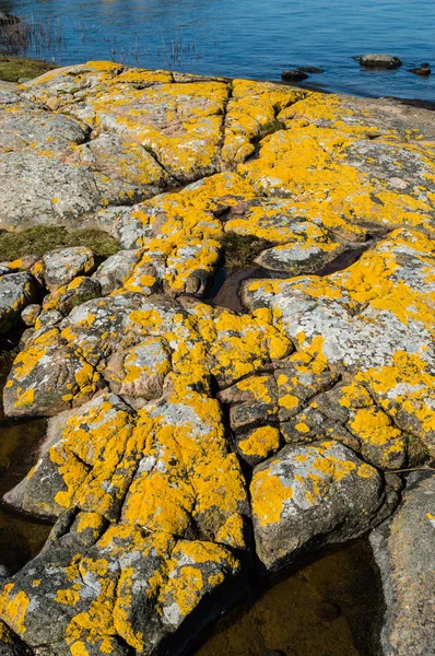 Xanthoria parietina or golden shield lichen