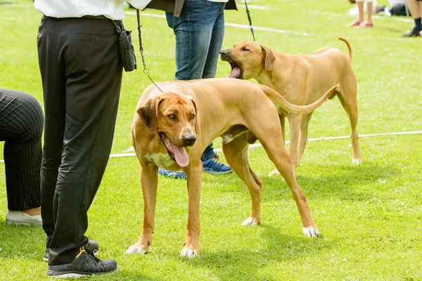 Big brown dogs