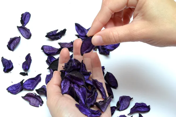 Purple petals in hands