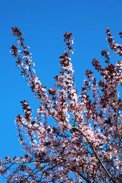 Beautiful spring flowering fruit tree with pink small flowers on a background of blue sky without clouds