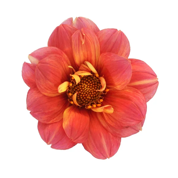 Dahlia isolated on white background