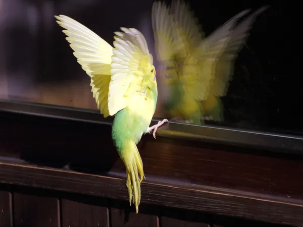 Yellow landing parakeet ploseup view