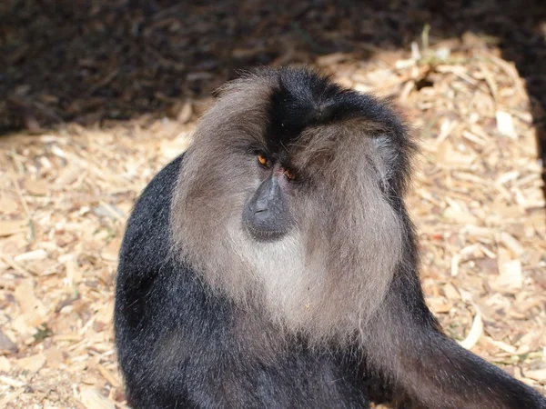 Lion-tailed macaque closeup portrait