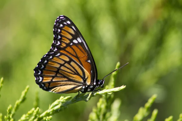 Monarch Butterfly - Danaus plexippus On Juniper 4